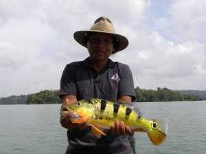 Chef du village local avec un Peacocks-Bass (poisson du genre Cichla)